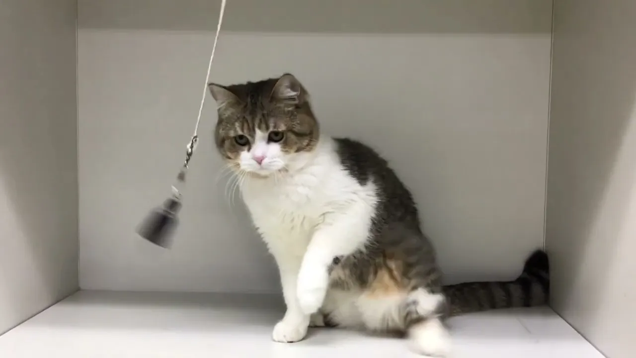 動画
