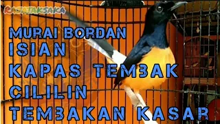 murai bordan gacor isian mewah kapas tembak dan cililin