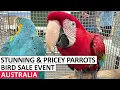 PARROT SALE TOUR WITH PRICES COLORFUL COSTLY BIRDS