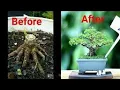 step by step membuat bonsai anting putri mame