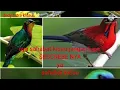 Download Lagu suara ampuh untuk pikat burung kecil kinoi kolebri campur