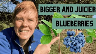 افعل هذا الآن للحصول على توت أزرق مثالي   نصيحتان للحصول على توت أزرق مثالي  دندنها