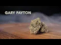 Gary Payton Strain Review Nightly Bud