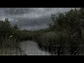 Windy Rain and Thunder Sound - Heavy Rain with Thunder - 2 Hours Rain Sounds for Sleep - Windy Rain