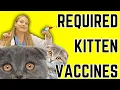 Kitten Vaccine Schedule for New Owners Breeders Vet Easily Explains