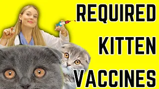 Kitten Vaccine Schedule for New Owners Breeders Vet Easily Explains
