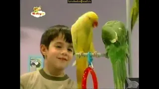 kids and pets s1 ep 3 babytv