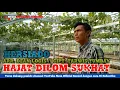 Download Lagu HAJAT DILOM SUKHAT // lagu Lampung terbaru vok. Hersiado - Cipt. Tarwis Tumbay - Arr. Dean Logis