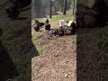 Free ranging our chocolate English Orpington s