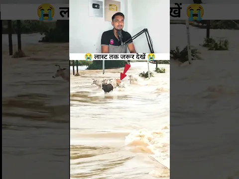 गाय को पानी में घुसना पड़ा भरी 😭😂 #mhacommunity