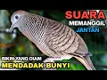 Download Lagu Perkutut Lokal Gacor RAJA PIKAT Ahlinya Bikin Semua Burung Perkutut Gacor Nyaut.