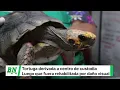 Gobernación deriva a tortuga rehabilitada a un centro de custodia*Antecedente