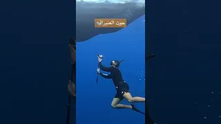 طلعلي حوت بالمحيط    دندنها