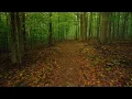 Orange Trail Jefferson Memorial Forest ASMR Virtual Hiking