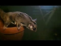 Download Lagu Bedankt voor het eten! Namens alle dieren van dierenpark Taman Indonesia