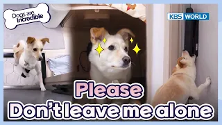 Download Please, don't leave me alone😢 [Dogs Are Incredible : EP.212-1] | KBS WORLD TV 240326 MP3