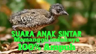 suara anak burung sintar ladang mp3 pemanggil burung sintar ladang yuliushunter