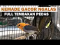 Download Lagu SUARA CIT KERES JANTAN GACOR NGALAS ‼️ Masteran \u0026 Pancingan Burung Cabe Kemade BAHAN agar Bunyi Lot