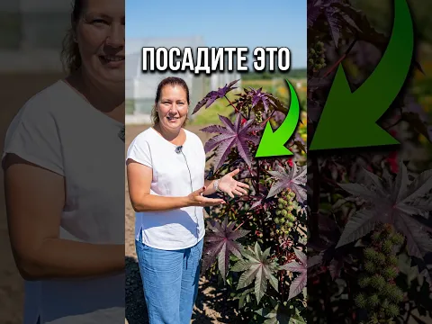 Клещевина: тропическая экзотика у вас на даче.