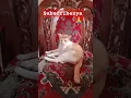 Download Lagu #lucu #ngakak Tes.....Gimana ya, Kalo Oyen Nyanyi, \