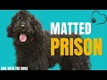 I freed a neglected dog from his matted prison Rescue Doodle