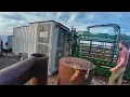 All aboard the Love Shack AI Heifers