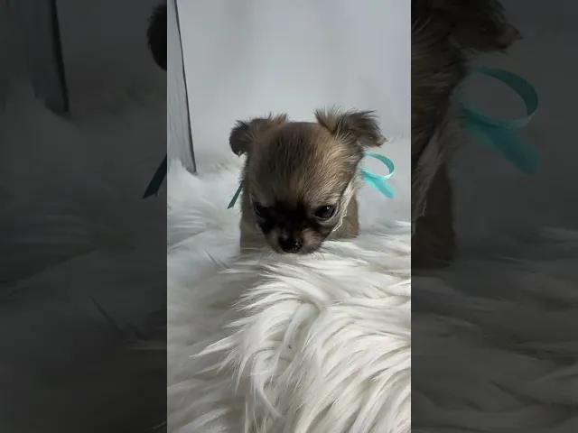 動画