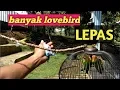Lagu Memikat Lovebird  yang pada LEPAS