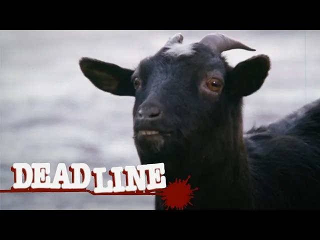 Deadline Clip - Black goat