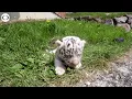 WEB EXTRA White Bengal Tiger Cubs