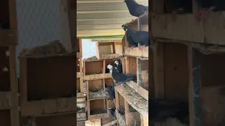 حمام قطايف لوت 