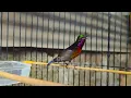 Download Lagu SUARA BURUNG KOLIBRI NINJA GACOR FULL NEMBAK ISIAN MEWAH !! PANCINGAN KONIN AGAR CEPAT BUNYI EMOSI
