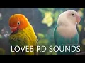 Download Lagu Lovebirds Chirping Sounds, Lovebirds Singing - Euwing and Opaline Lovebird Pair