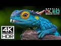 Incredible 4K Videos at 60 fps Dolby Vision HDR (8K, 4K Video TV + Relaxing Music Sleep)