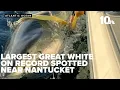 Download Lagu Largest great white shark on record spotted in New England waters