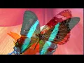 Butterfly Ballad –150 minutes  of  Relaxing Nature Music for Study, Work, Meditation, Sleep