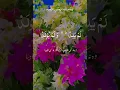 Download Lagu sorh akhlas tlawat quran kareem