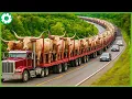 Download Lagu Angkut 9 Juta Sapi Lewat Cara Ini - Petani Beternak Sapi | Alat Berat