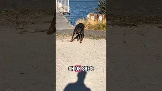 .. #fyp #dream #youtube #doberman #pets