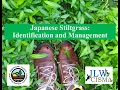 Japanese Stiltgrass Identification and Management