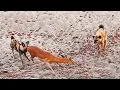 Download Lagu Anjing Liar dan Hyena Mengeluarkan Bayi dari Impala yang Sedang Melahirkan