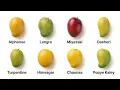 Every Mango Explained