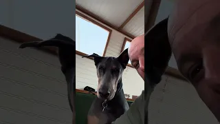 #fyp #dream #doberman #pets #food