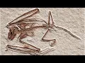 This 52 million year old bat skeleton is the oldest bat species ever discovered