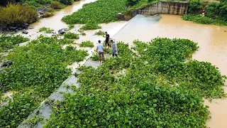 Huge Cleanup! Remove Floating Plants Blocking Water Gate in River