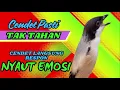 Download Lagu PASTI TAK TAHAN CENDET MENDENGARNYA❗ PANCINGAN CENDET AGAR RAJIN BUNYI❗❗