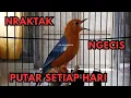 Download Lagu WAJIB BUNYI DENGAR INI. 100% TULI jika tidak merespon Pancing Anis Merah Macet Bunyi | HW ANIS MERAH