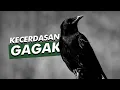 Download Lagu Dianggap Menyeramkan Padahal Sangat Cerdas | Burung Gagak