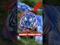 Lagu The Rarest Tigers on Earth You’ll Probably Never See 🐯