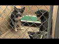 32 dogs seized in Helena Valley cruelty case Humane Society at capacity